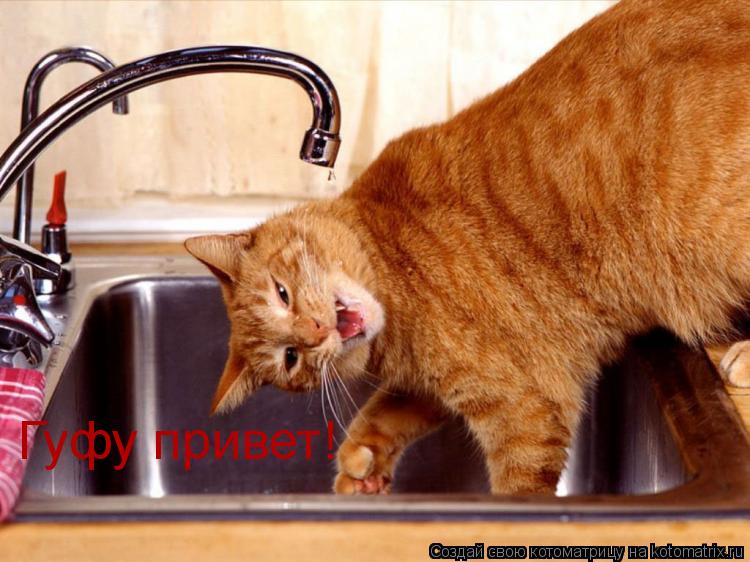 Котоматрица: Гуфу привет!