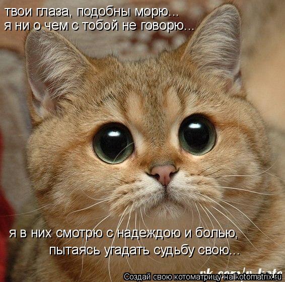 Котоматрица: твои глаза, подобны морю... я ни о чем с тобой не говорю... я в них смотрю с надеждою и болью, пытаясь угадать судьбу свою...