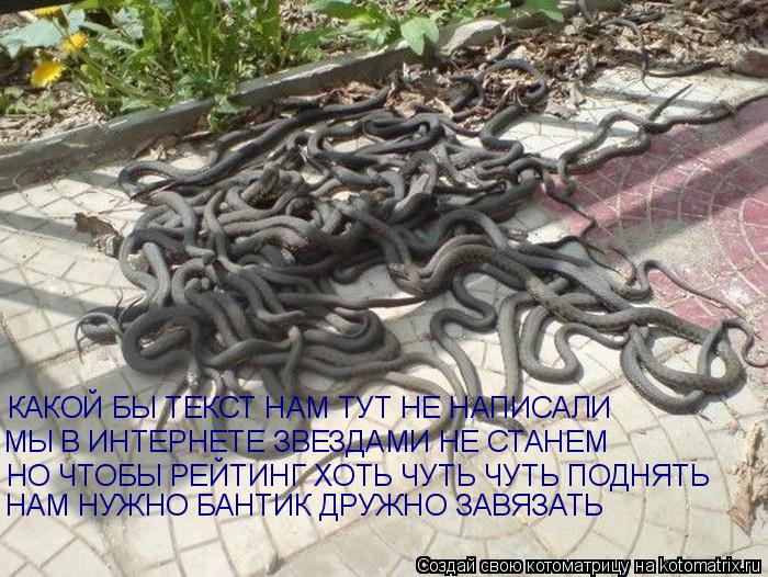КАКОЙ БЫ ТЕКСТ НАМ ТУТ НЕ НАПИСАЛИ МЫ В ИНТЕРНЕТЕ ЗВЕЗДАМИ НЕ СТАНЕМ НО ЧТОБЫ РЕЙТИНГ ХОТЬ ЧУТЬ ЧУТЬ ... Котоматрица: КАКОЙ БЫ ТЕКСТ НАМ ТУТ НЕ НАПИСАЛИ МЫ В ИНТЕРНЕТЕ ЗВЕЗДАМИ НЕ СТАНЕМ НО ЧТОБЫ РЕЙТИНГ ХОТЬ ЧУТЬ ЧУТЬ ПОДНЯТЬ НАМ НУЖНО БАНТИК ДРУЖНО ЗАВЯЗА