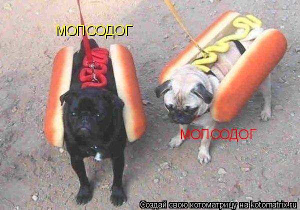 Котоматрица: МОПСОДОГ МОПСОДОГ