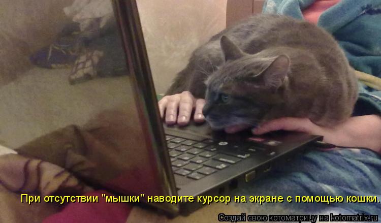 Котоматрица: При отсутствии "мышки" наводите курсор на экране с помощью кошки.