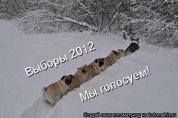 Котоматрица: Выборы 2012 Мы голосуем!