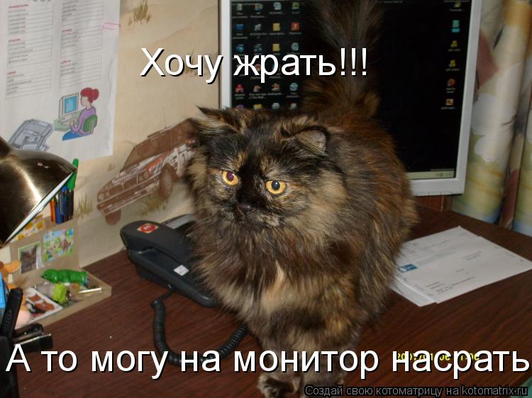Котоматрица: Хочу жрать!!! А то могу на монитор насрать!!!