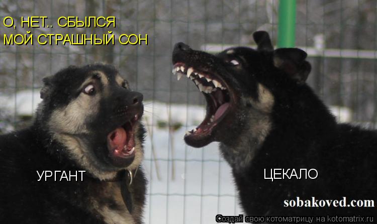 УРГАНТ ЦЕКАЛО О, НЕТ.. СБЫЛСЯ МОЙ СТРАШНЫЙ СОН... Котоматрица: УРГАНТ ЦЕКАЛО О, НЕТ.. СБЫЛСЯ МОЙ СТРАШНЫЙ СОН