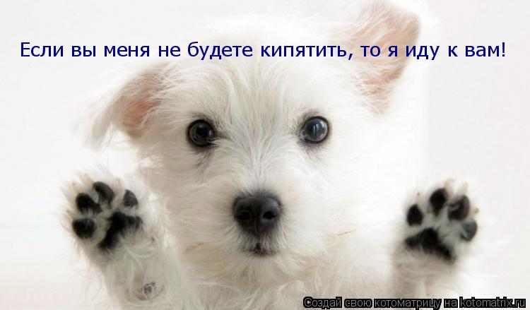 Котоматрица: Если вы меня не будете кипятить, то я иду к вам!