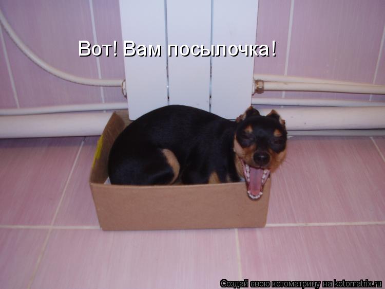 Котоматрица: Вот! Вам посылочка!