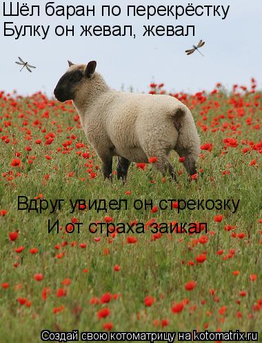 Котоматрица: Шёл баран по перекрёстку Булку он жевал, жевал Вдруг увидел он стрекозку И от страха заикал