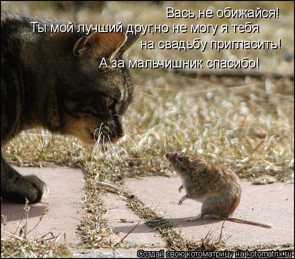 Котоматрица: Вась,не обижайся!  Ты мой лучший друг,но не могу я тебя  на свадьбу пригласить! А за мальчишник спасибо!