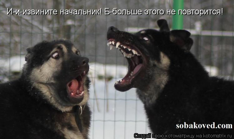 Котоматрица: И-и-извините начальник! Б-больше этого не повторится!