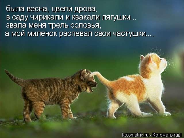 Котоматрица: была весна, цвели дрова, в саду чирикали и квакали лягушки... звала меня трель соловья, а мой миленок распевал свои частушки....