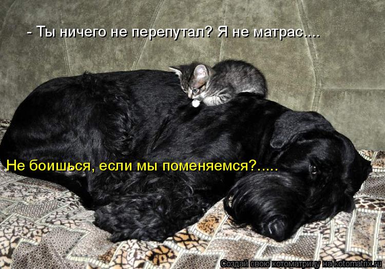 Котоматрица: - Ты ничего не перепутал? Я не матрас.... Не боишься, если мы поменяемся?.....