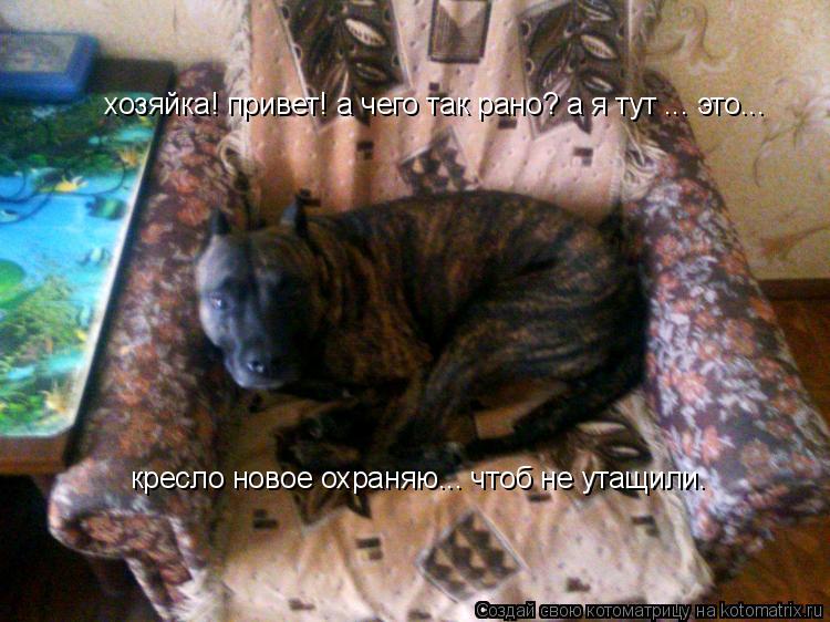 Котоматрица: хозяйка! привет! а чего так рано? а я тут ... это... кресло новое охраняю... чтоб не утащили.