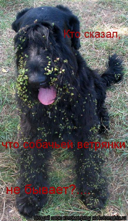 Котоматрица: Кто сказал,  что собачьей ветрянки  не бывает?....