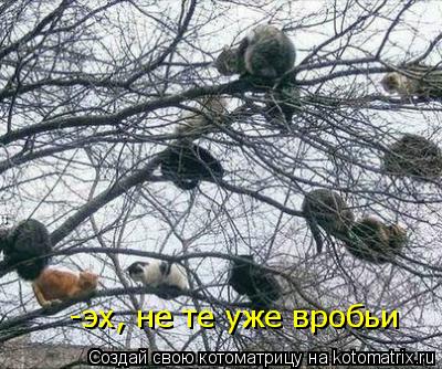 Котоматрица: -эх, не те уже вробьи