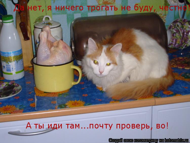 Котоматрица: Да нет, я ничего трогать не буду, честно! А ты иди там...почту проверь, во!