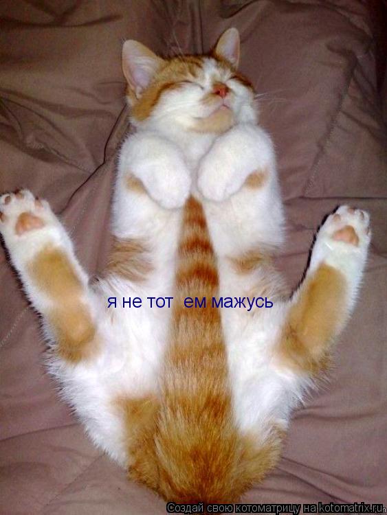 Котоматрица: я не тот  ем мажусь