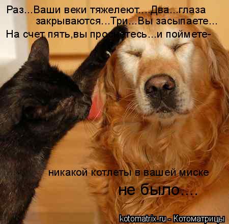 Котоматрица: Раз...Ваши веки тяжелеют....Два...глаза закрываются...Три...Вы засыпаете... На счет пять,вы проснетесь...и поймете- никакой котлеты в вашей миске н