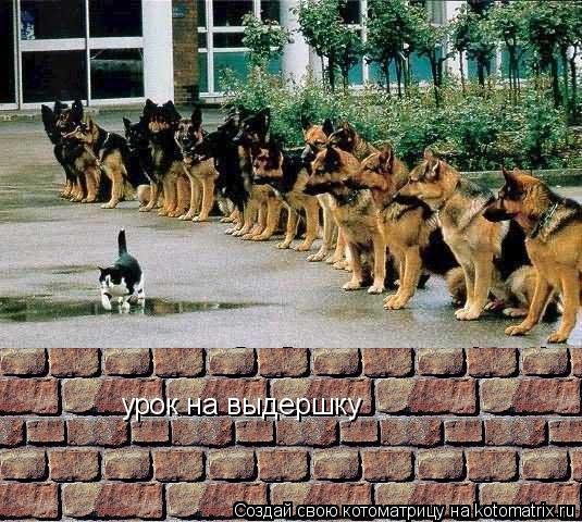 Котоматрица: урок на выдершку