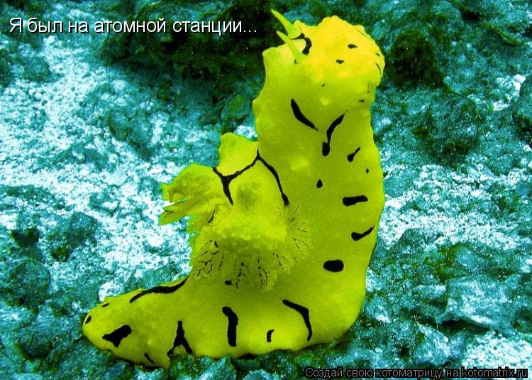 Котоматрица: Я был на атомной станции...