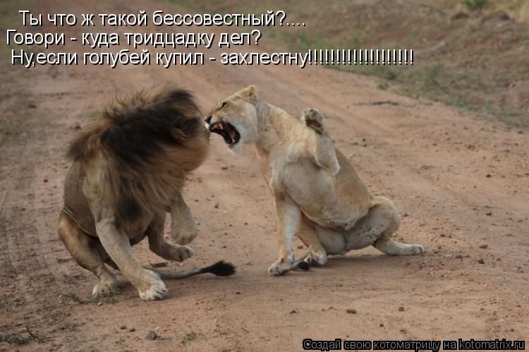 Котоматрица: Ты что ж такой бессовестный?.... Говори - куда тридцадку дел? Ну,если голубей купил - захлестну!!!!!!!!!!!!!!!!!!!