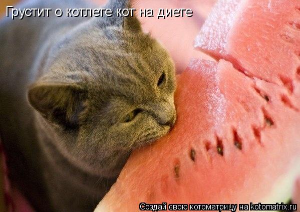 Котоматрица: Грустит о котлете кот на диете