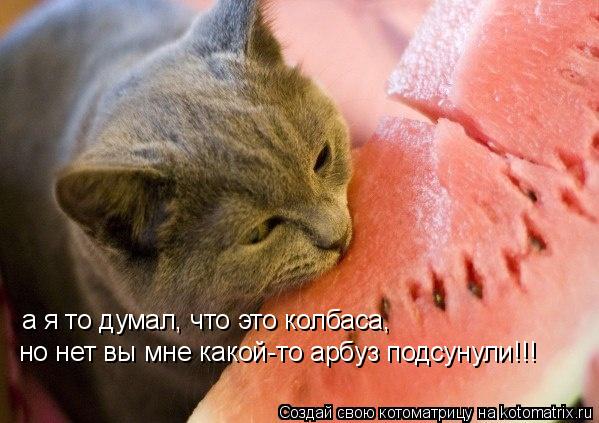 Котоматрица: а я то думал, что это колбаса, но нет вы мне какой-то арбуз подсунули!!!