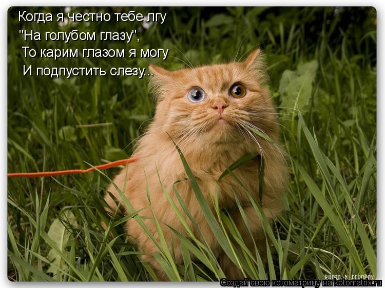 Котоматрица: Когда я честно тебе лгу "На голубом глазу", То карим глазом я могу И подпустить слезу...