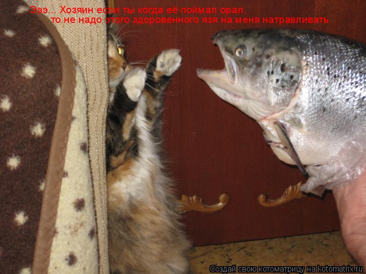 Котоматрица: Эээ... Хозяин если ты когда её поймал орал,  то не надо этого здоровенного язя на меня натравливать