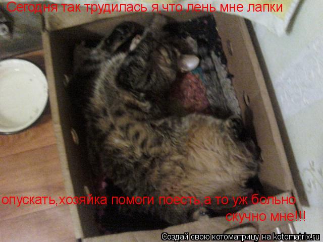Сегодня так трудилась я,что лень мне лапки опускать,хозяйка помоги поесть,а то уж больно скучно мне... Котоматрица: Сегодня так трудилась я,что лень мне лапки опускать,хозяйка помоги поесть,а то уж больно скучно мне!!!