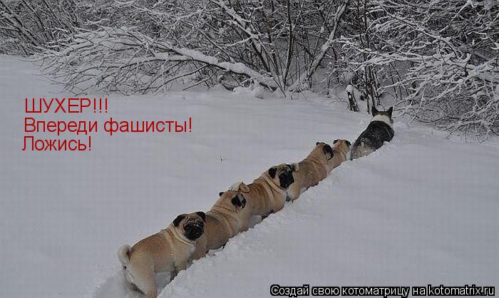ШУХЕР!!! Впереди фашисты! Ложись!... Котоматрица: ШУХЕР!!! Впереди фашисты! Ложись!