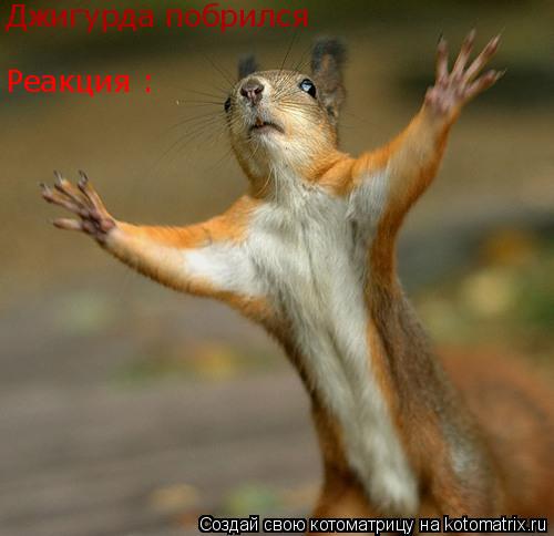 Джигурда побрился Реакция :... Котоматрица: Джигурда побрился Реакция :