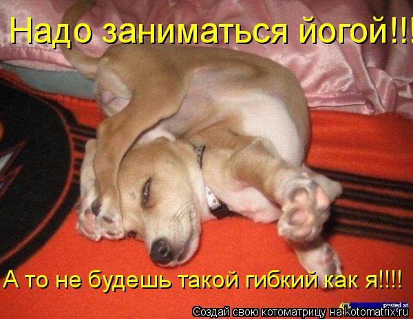 Надо заниматься йогой!!! Надо заниматься йогой!!! А то не будешь такой гибкий как я!!!!... Котоматрица: Надо заниматься йогой!!! Надо заниматься йогой!!! А то не будешь такой гибкий как я!!!!