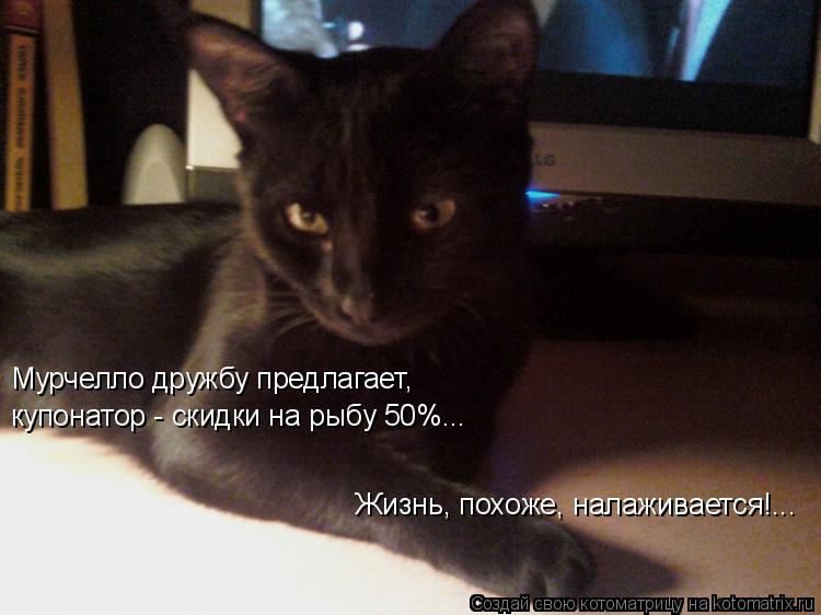 Мурчелло дружбу предлагает, купонатор - скидки на рыбу 50%... Жизнь, похоже, налаживается!...... Котоматрица: Мурчелло дружбу предлагает, купонатор - скидки на рыбу 50%... Жизнь, похоже, налаживается!...