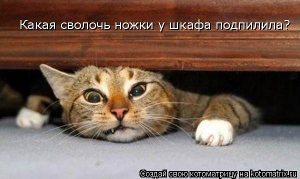 Какая сволочь ножки у шкафа подпилила?... Котоматрица: Какая сволочь ножки у шкафа подпилила?