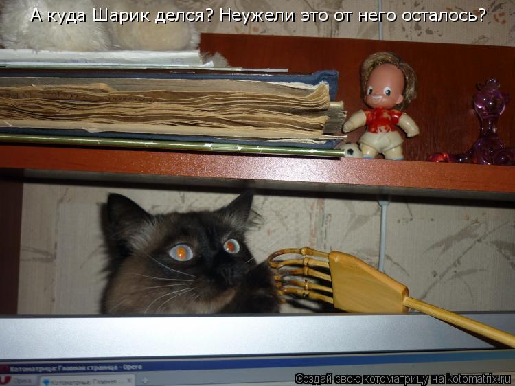 Котоматрица: А куда Шарик делся? Неужели это от него осталось?