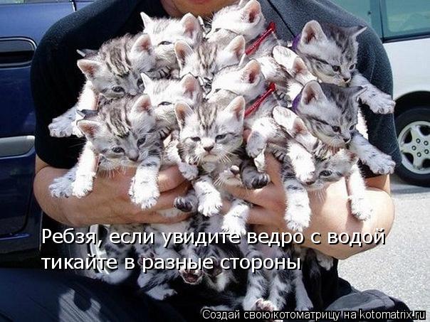 Котоматрица: Ребзя, если увидите ведро с водой тикайте в разные стороны