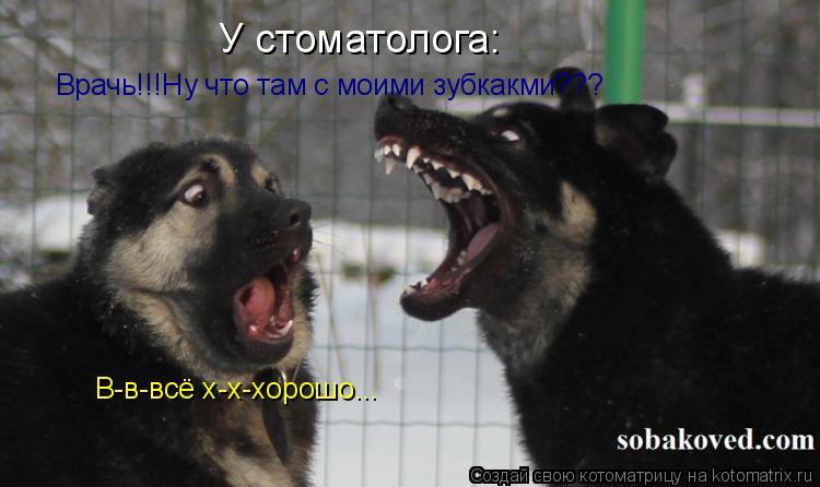 У стоматолога: Врачь!!!Ну что там с моими зубкакми??? В-в-всё х-х-хорошо...... Котоматрица: У стоматолога: Врачь!!!Ну что там с моими зубкакми??? В-в-всё х-х-хорошо...