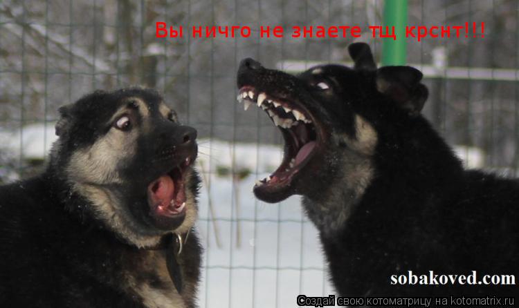 Котоматрица: Вы ничго не знаете тщ крснт!!!