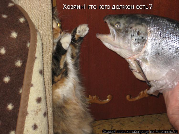 Котоматрица: Хозяин! кто кого должен есть?