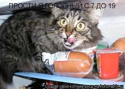 Котоматрица: ПРОСТИ Я ГОЛОДНЫЙ С 7 ДО 19