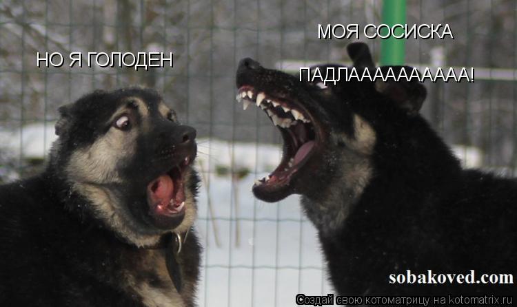 Котоматрица: МОЯ СОСИСКА НО Я ГОЛОДЕН ПАДЛАААААААААА!