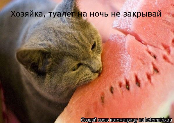 Котоматрица: Хозяйка, туалет на ночь не закрывай