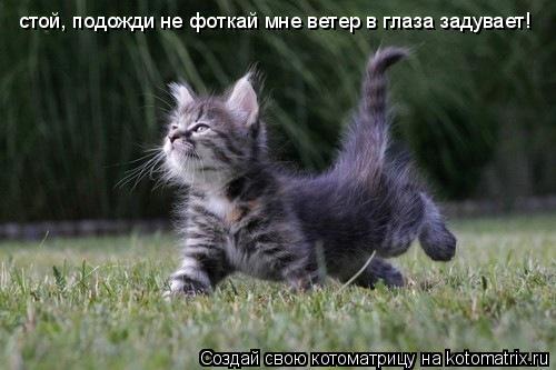 Котоматрица: стой, подожди не фоткай мне ветер в глаза задувает!