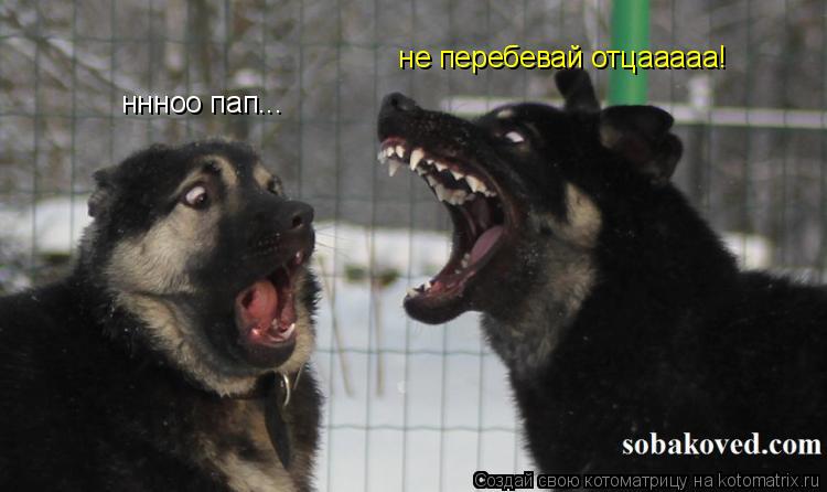 Котоматрица: ннноо пап...  не перебевай отцааааа!