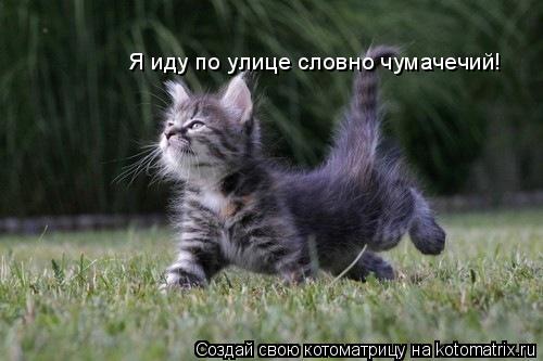 Котоматрица: Я иду по улице словно чумачечий!