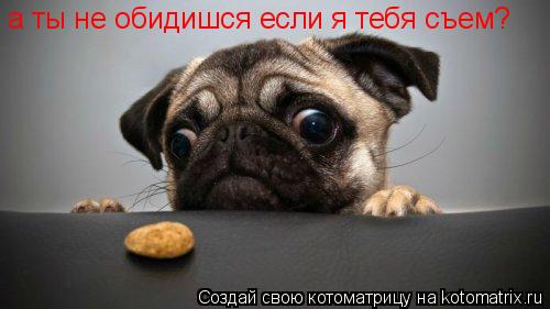 Котоматрица: а ты не обидишся если я тебя съем?