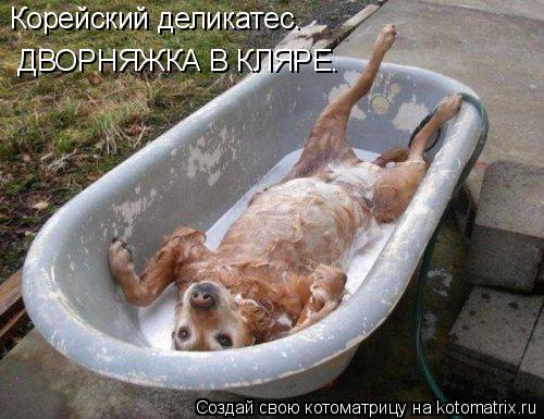 Котоматрица: Корейский деликатес.  ДВОРНЯЖКА В КЛЯРЕ.