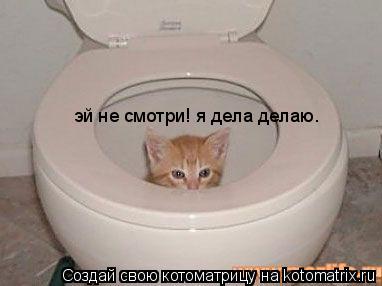 Котоматрица: эй не смотри! я дела делаю.