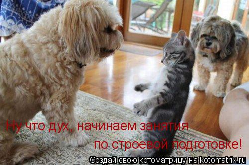 Котоматрица: Ну что дух, начинаем занятия    по строевой подготовке!