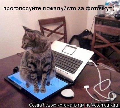 Котоматрица: проголосуйте пожалуйсто за фоточку=)